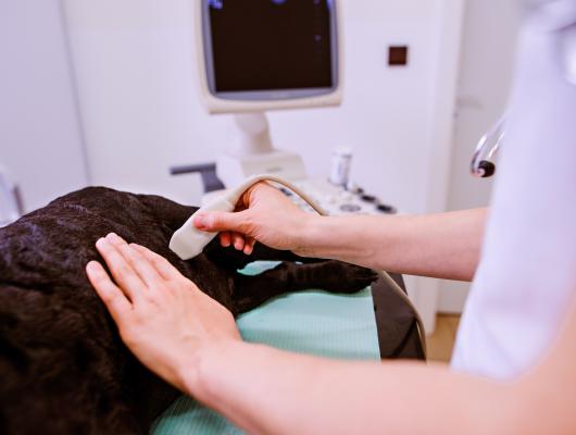 Syndrom dilatace a torze žaludku (GDV). Akutní onemocnění, které vyžaduje okamžitý chirurgický zákrok